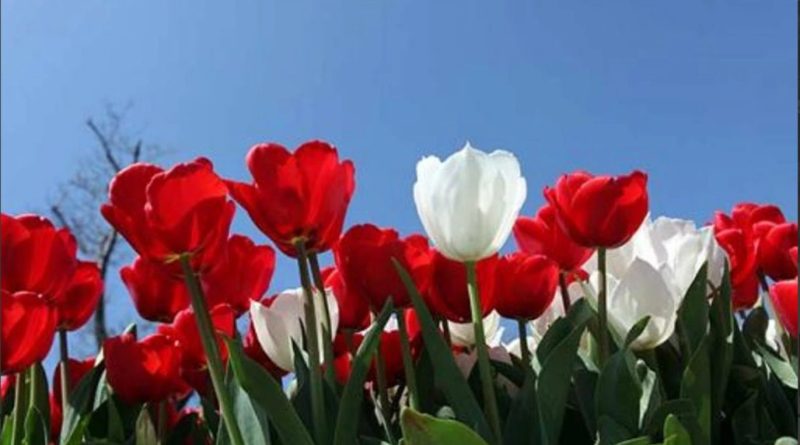 Allah’ın Sıfatları | Sıfat-ı Zatiyye | Sıfat-ı Subutiyye